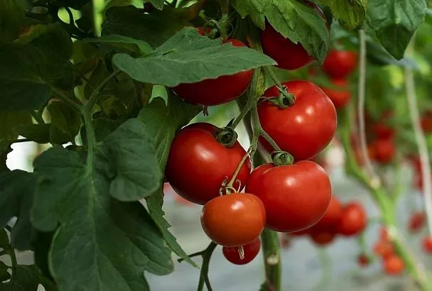 Не сорт, а мега-приз: плоды этих ранних и урожайных томатов зреют гроздями – срочно сею на рассаду