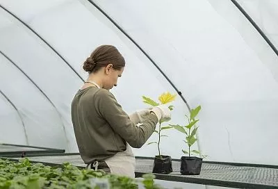 Прикрыл этим теплицу – и забыл про неё на 20 лет: спокойно собираю урожай и не трачу деньги