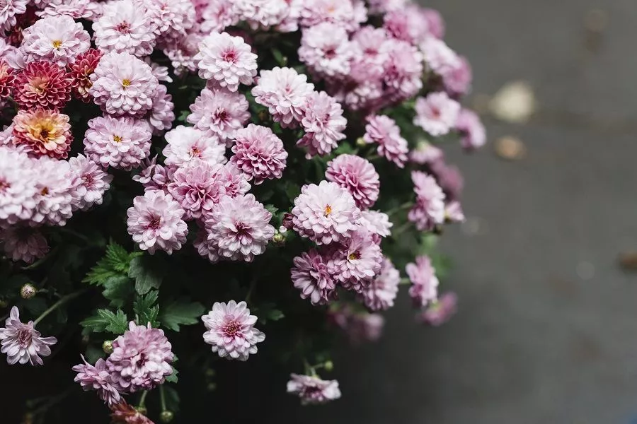 Пусть красоты станет еще больше: как делить хризантему в сентябре