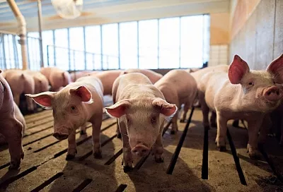 В 2019 году в Краснодарском крае на 42% увеличилось производство свинины