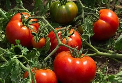 Помидоры растут как на дрожжах: рецепты и хитрости от опытного садовода