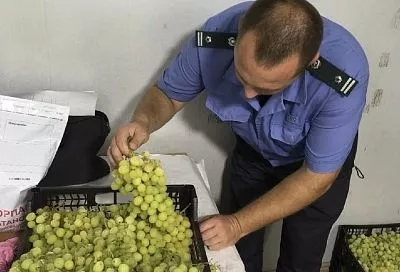 В Краснодарский край не пустили более 20 тонн зараженного вредителем винограда из Египта 