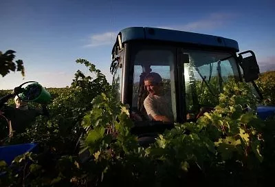 В Абрау-Дюрсо вывели полезный антиоксидант из косточки винограда