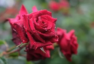 Топ-5 съедобных цветов для российского сада: красота, польза, вкус на клумбе и в тарелке