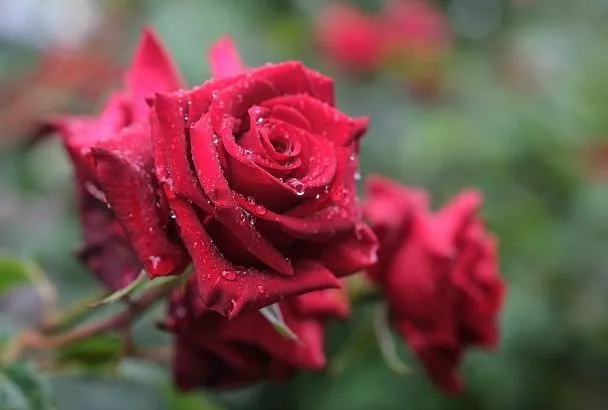 Топ-5 съедобных цветов для российского сада: красота, польза, вкус на клумбе и в тарелке