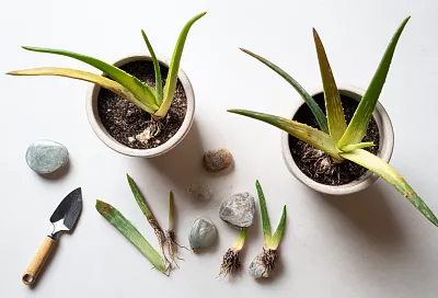 Разрезала лист алоэ пополам и посадила обе части — результат удивил даже меня