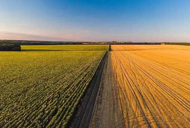 Минсельхоз расширил перечень субсидируемых направлений, включив в него бананы и коноплю