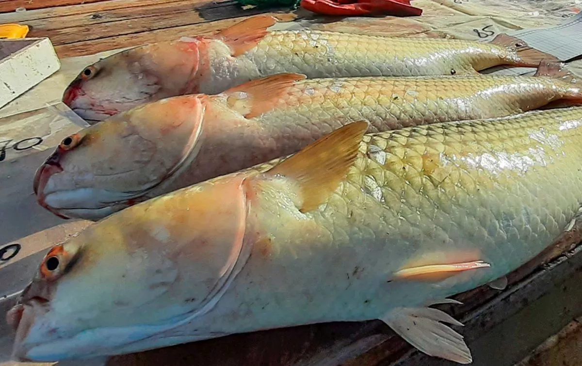 Вылов пиленгаса в Азовском море вырос за год почти на треть