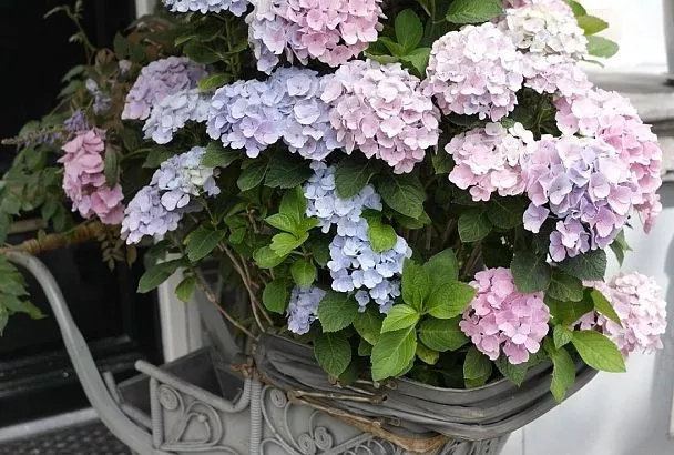 Сажаем гортензию осенью в горшок: в итоге – максимум красоты при минимуме действий