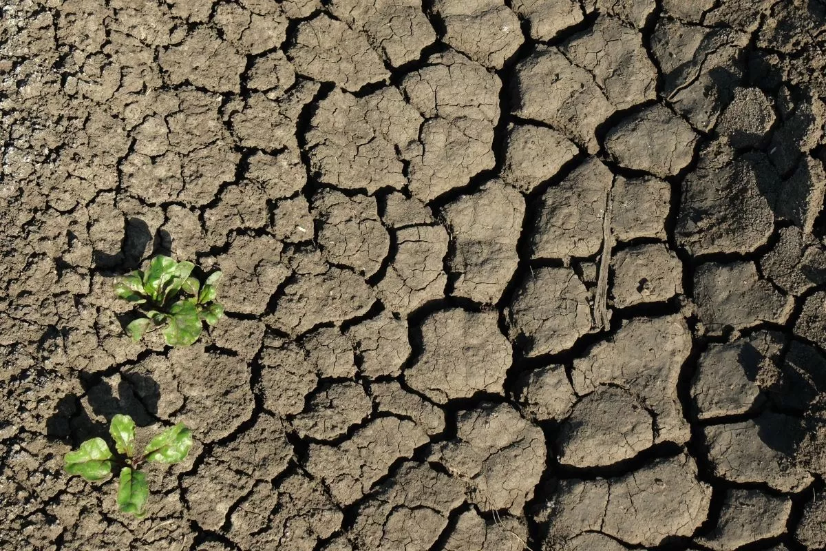 «Рваный климат» приведет к учащению паводков, засух и штормов в Краснодарском крае