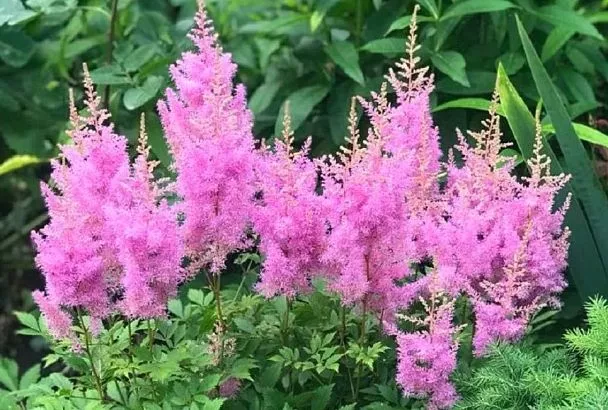 Астильба: пушистое чудо для вашей дачи! Посадил раз – и забыл: цветет в тени и не боится морозов