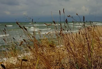 В Азовском море почти вдвое сократилось число видов рыб 
