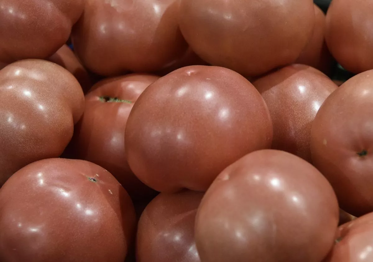 Более 20 тонн томатов из Турции забраковали в порту Туапсе