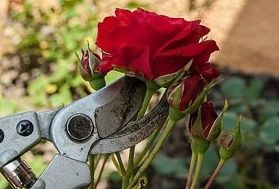 Двадцать лет пользуюсь одним секатором, а он все острый. Правила заточки, которые легко осилит даже женщина