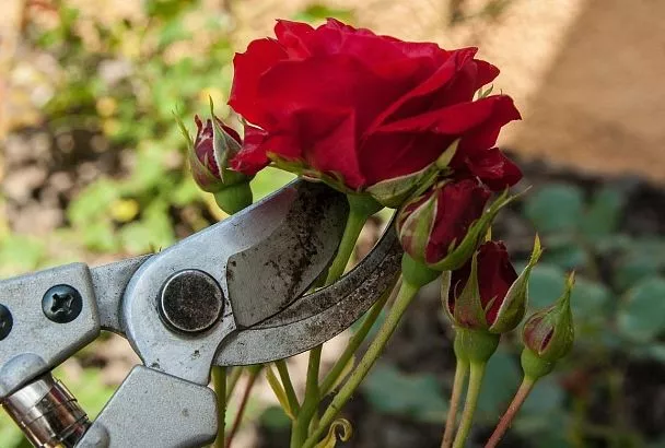 Двадцать лет пользуюсь одним секатором, а он все острый. Правила заточки, которые легко осилит даже женщина