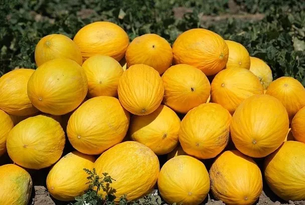 Сладко как мед: секрет выращивания дыни, которой позавидуют соседи