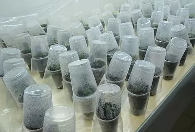 Во что лучше сажать рассаду: торфяные таблетки, стаканчики или специальный грунт?