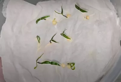 Сею на рассаду перец, помидоры, огурцы и цветы так, и за 2 дня все семена дружно всходят