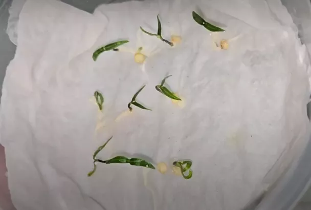 Сею на рассаду перец, помидоры, огурцы и цветы так, и за 2 дня все семена дружно всходят