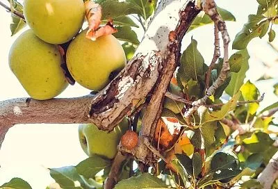 Что с яблоней стало: черные пятна, трещины коры и муравьи. Как спасти дерево