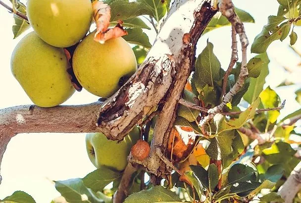 Что с яблоней стало: черные пятна, трещины коры и муравьи. Как спасти дерево