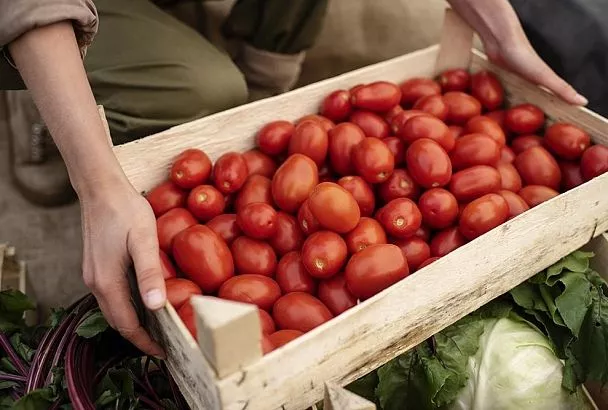 Окучил помидоры во время цветения так — и урожай, о котором даже не мечтал: главный агроприем
