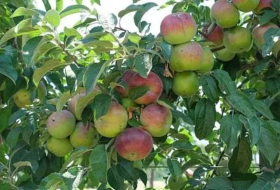 Готовимся к зиме в августе: как правильно подкормить яблони и груши в конце лета