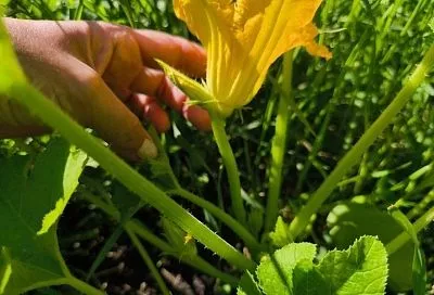 Мальчик, подвинься: почему кабачки дают только мужские цветы и как это исправить 