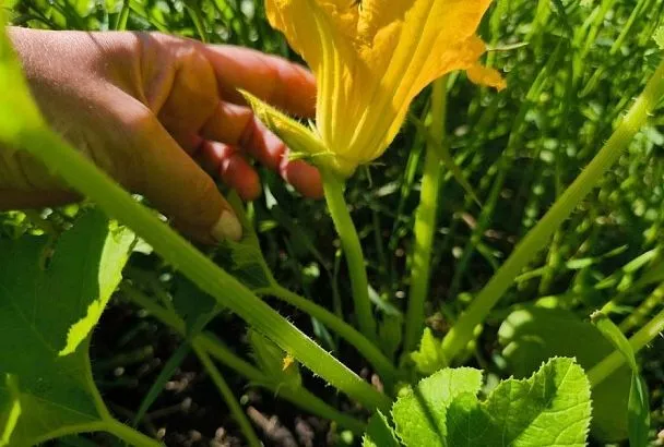 Мальчик, подвинься: почему кабачки дают только мужские цветы и как это исправить 