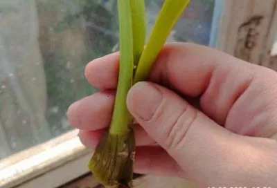 Как вырастить орхидею из ростка даже без корней: проверенный метод