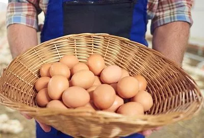 Эти куры несутся, как пулеметы даже зимой: максимум прибыли при минимуме затрат, а соседи разорились  на корме