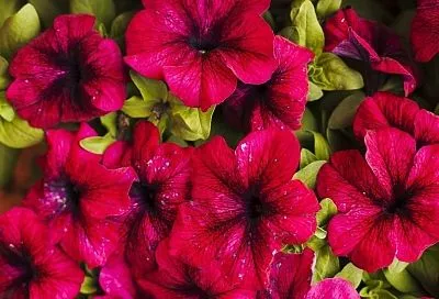 Моя соседка выращивает петунию из семян именно таким способом − и ее участок утопает в цветах