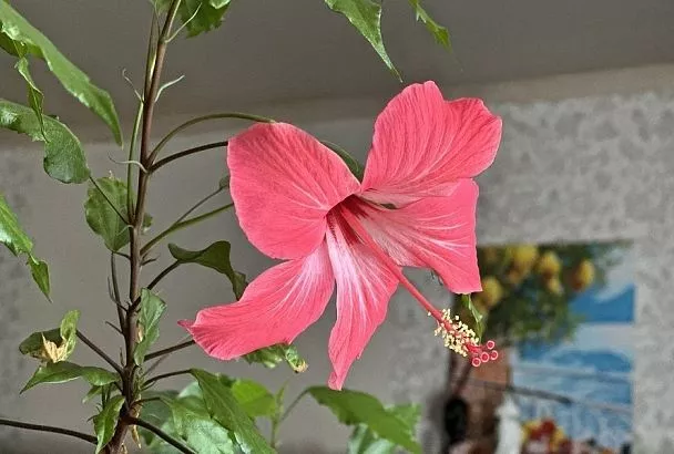 Почему гибискус сбрасывает бутоны: как добиться постоянного цветения от китайской розы