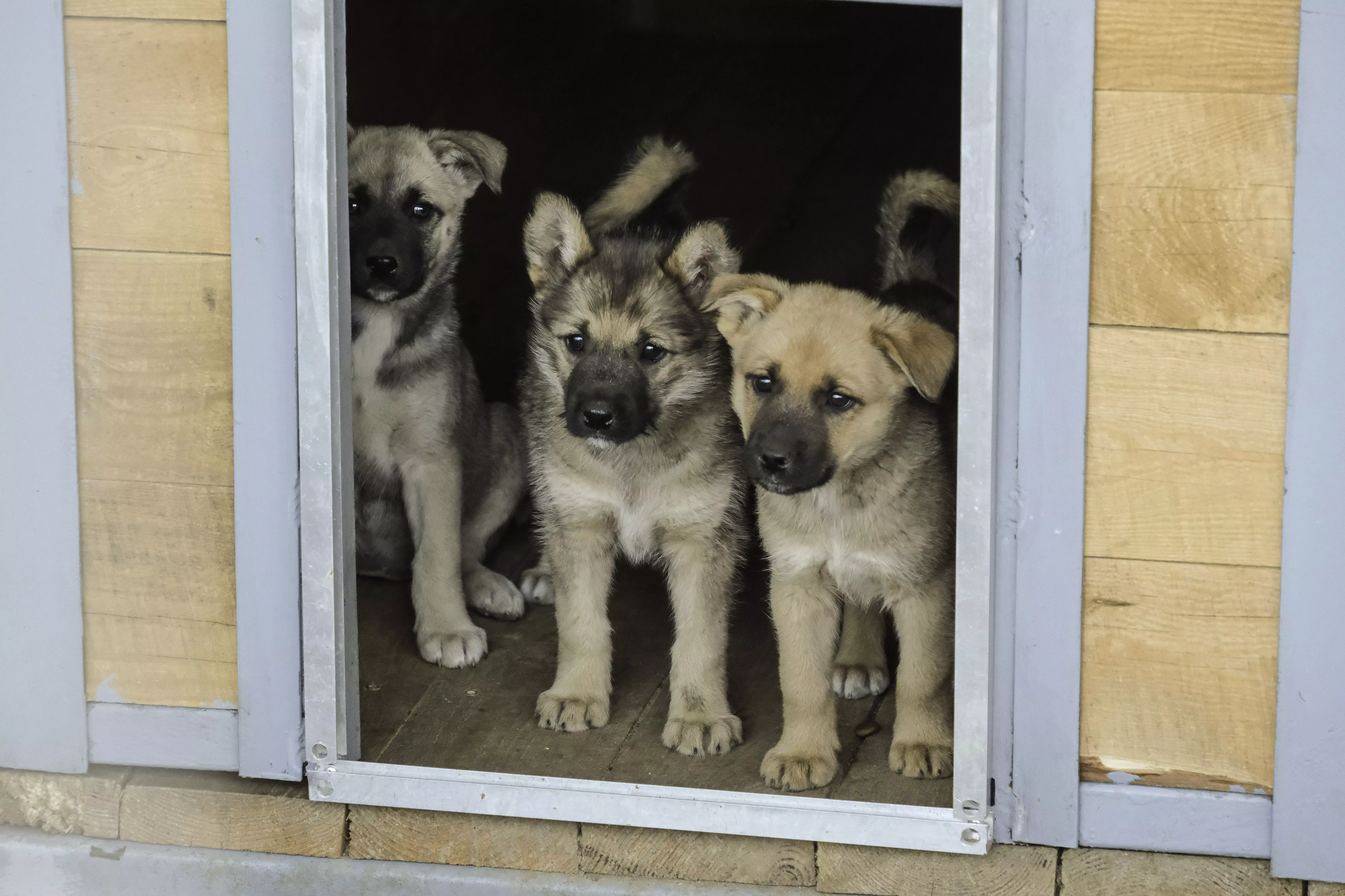 «Только от жизни собачьей собака бывает кусачей»: в Краснодаре открылся муниципальный приют для животных