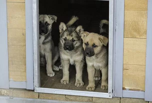«Только от жизни собачьей собака бывает кусачей»: в Краснодаре открылся муниципальный приют для животных
