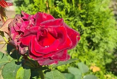 Мои розы зимы не боятся, потому что я их закаливаю - как учила бабушка. Простая инструкция