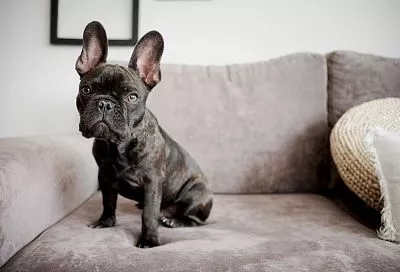 В Петербурге задержана женщина, укравшая в Сочи бультерьера за 120 тыс. рублей