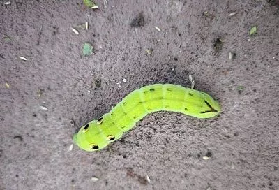 Виноградный бражник: дайте шанс появиться прекрасной бабочке