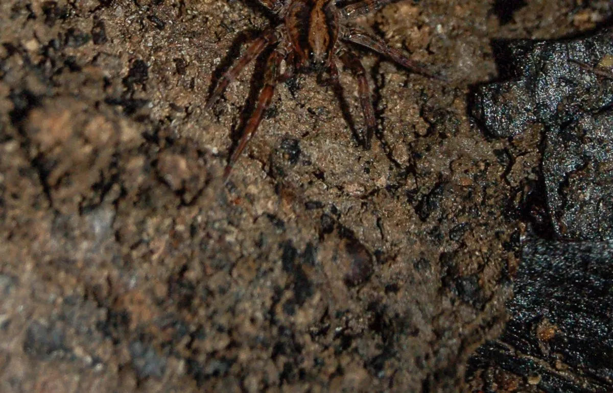 Ученые подтвердили обитание на Кубани паука Крифоэка талери: они описали найденную в лесу самку этого вида 