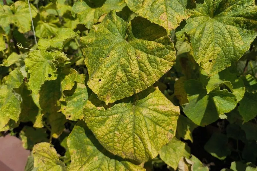 Возвращаем магний: 3 верных способа вылечить огурцы с мраморными листьями