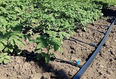 Подкормил картофель в июне два раза — и осенью крупные, ровные клубни