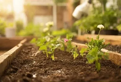 Когда сеять однолетники и двулетники на рассаду в 2026 году - метод для раннего цветения