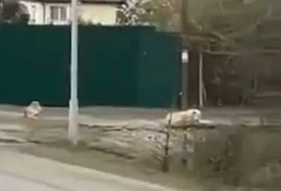 Стая собак набросилась на женщину в сочинском селе