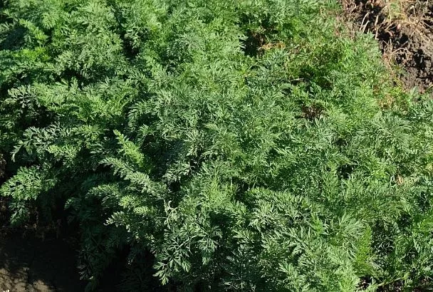 Сею и не вырываю: как посадить морковь, чтобы потом не прореживать