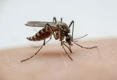 Когда укус комара становится опасным: тревожные симптомы