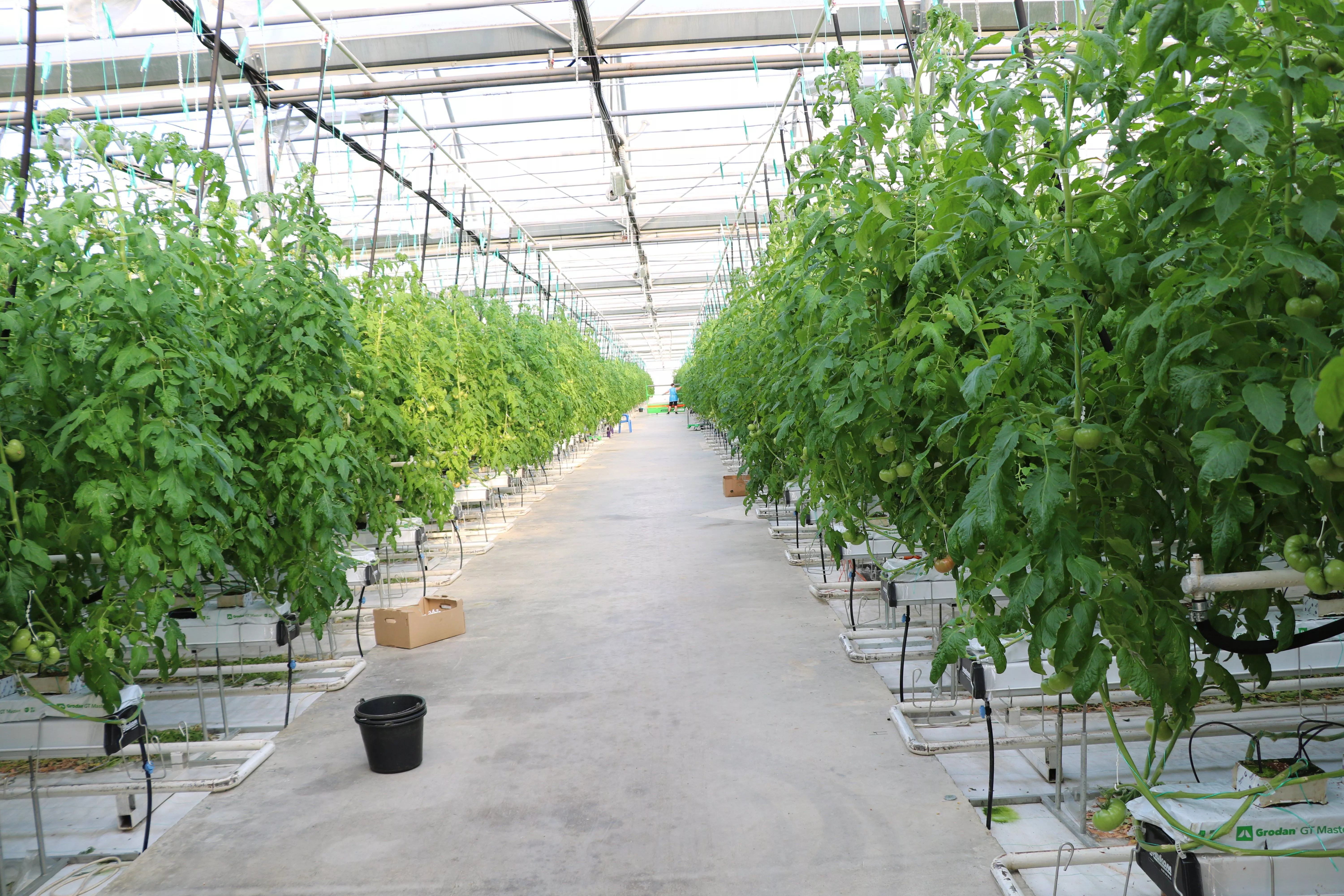 Сельское хозяйство Новокубанского района: трудолюбие, помноженное на технологии, дает результат