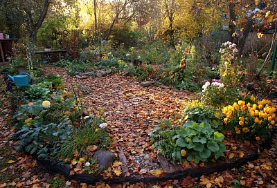 Октябрь в саду: что успеть сделать до устойчивых морозов