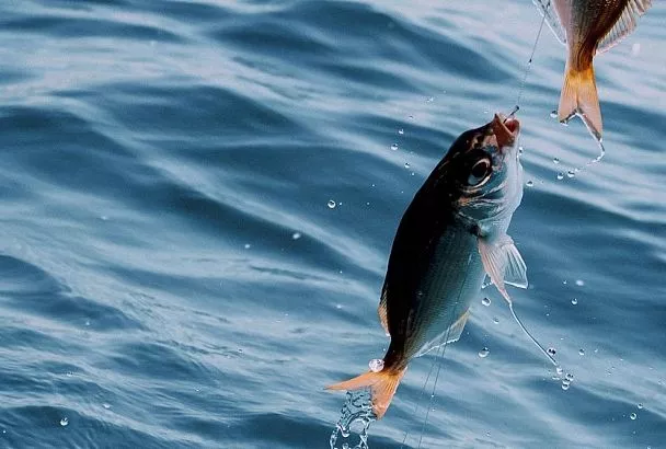 Храню червей для рыбалки так, и они никогда не переводятся: теперь дома всегда есть превосходная наживка