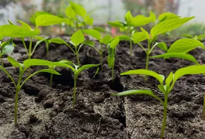 Смело обрезайте сверху рассаду перца: размер куста и урожай вас приятно удивят