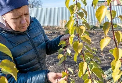 Обработал сад в ноябре мочевиной так - и искоренил всех вредителей сразу